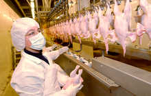 Работа в птицефабрике, Тамбовская область