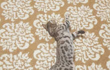 Бенгальская кошка